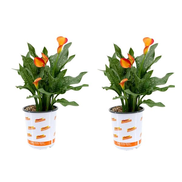 Vigoro 2.5 Qt. Calla Lily Morning Sun Zantedeschia Perennial Live Plant with Orange Flowers (2-pack)