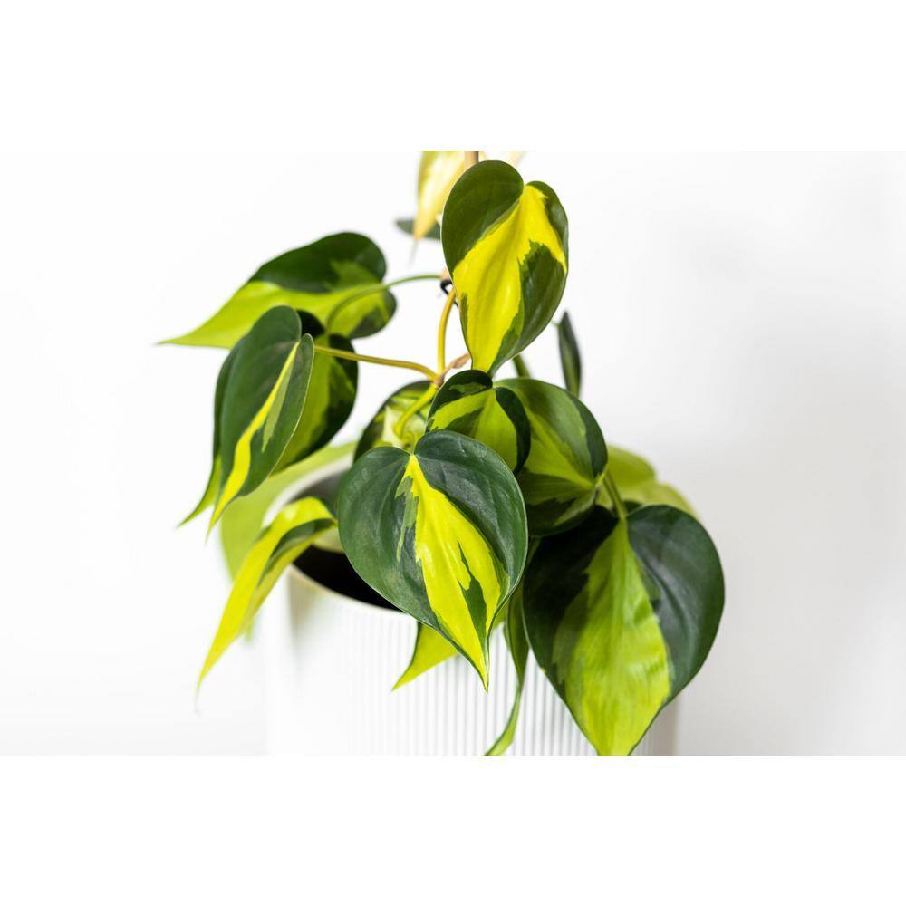 pink princess philodendron obi Pink Princess Philodendron main image 1