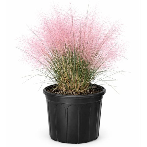 3 gal. Pink Muhly Capillaris Deciduous Ornamental Grass with Pink Plumes