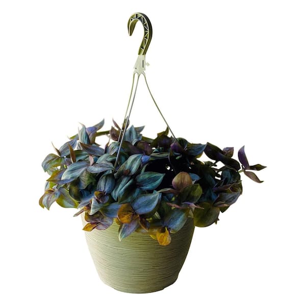 Vigoro 2.5 QT. Tradescantia Zebrina with Green and Purple Foliage in Hanging  Basket 1008335706 - The Home Depot
