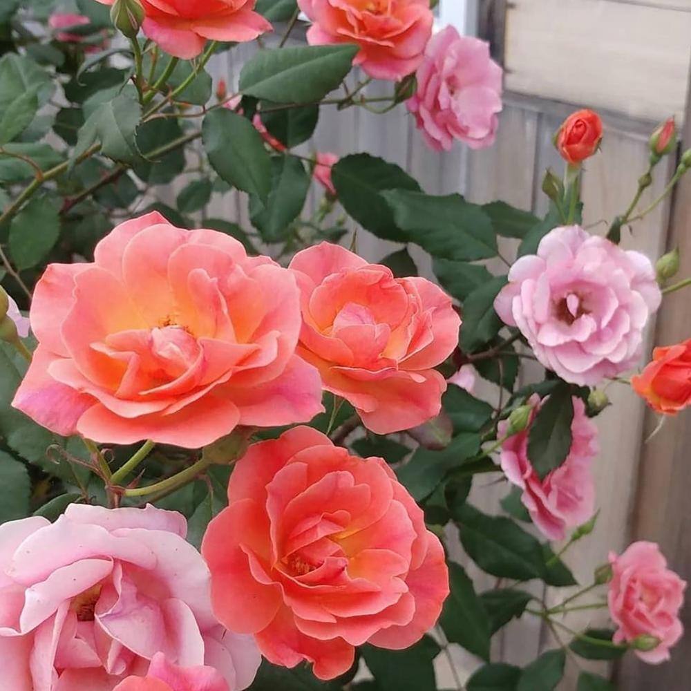 Coral Knock Out Rose Shrub in 1-Gallon Container