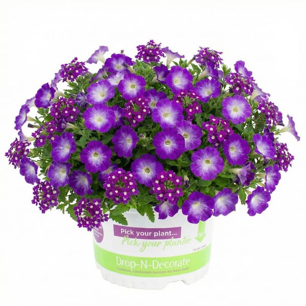 10 in. Pot Drop N Decorate Calibrachoa Eye Caramba Plant (1 Plant)