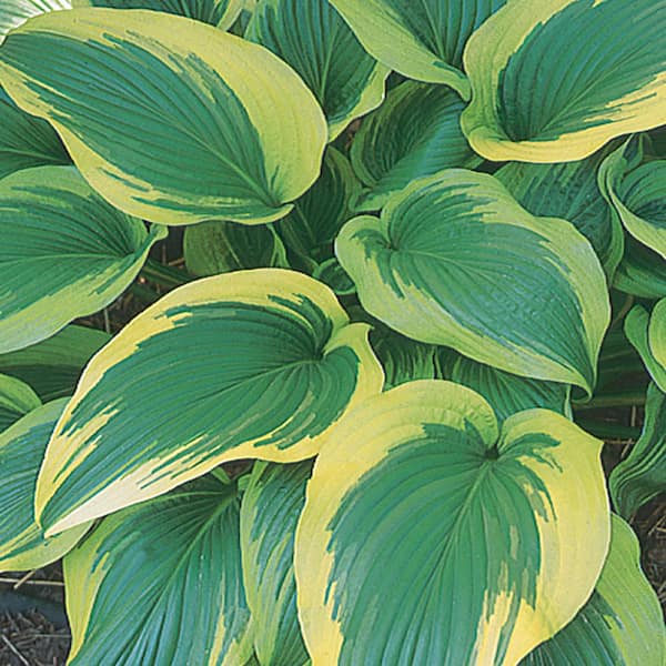 Unbranded #1 Aureo Marginata Yellow Variegated Hosta Plant