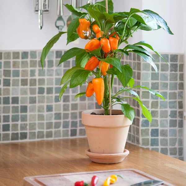 BONNIE PLANTS HARVEST SELECT 25 oz. Fresh Bites Orange Pepper Plant