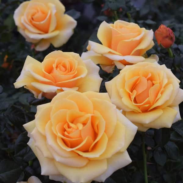 Pure Beauty Farms 2 Gal. My Bouquet Orasyda Rose St. Tropez Rosa