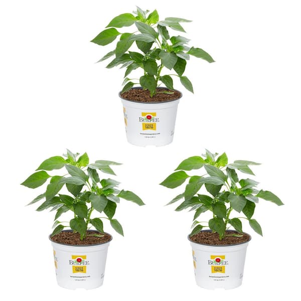 2 qt. Pepper Red Standard Green Edible Plant (3-Pack)