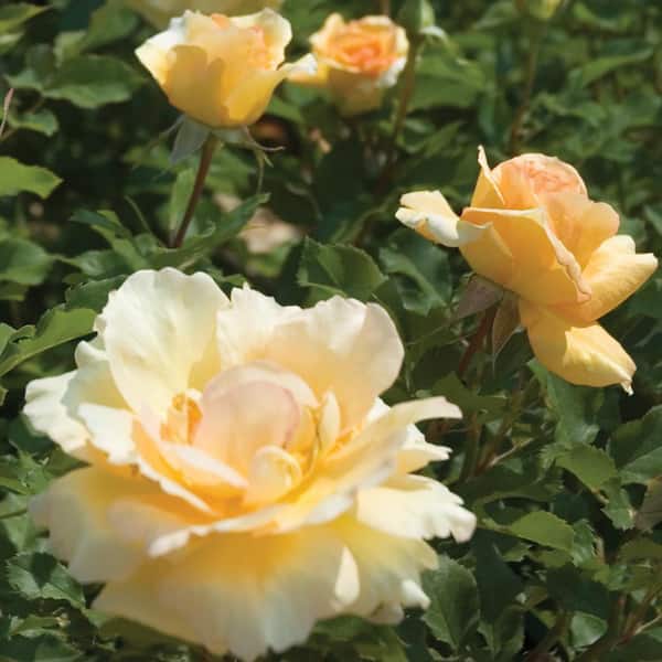 ALTMAN PLANTS 1 Gal. Yellow Rose Of Texas with Cream Flowers
