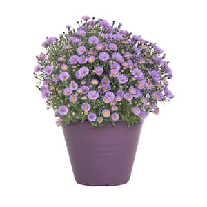 1 Gal. Purple Aster Winchester Planter Perennial Plant (1-Pack)