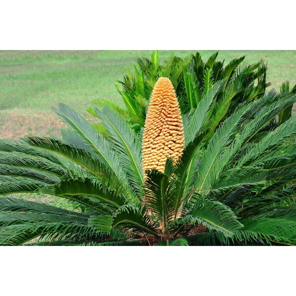 Majesty Palm Live Houseplant in Black Grower Pot