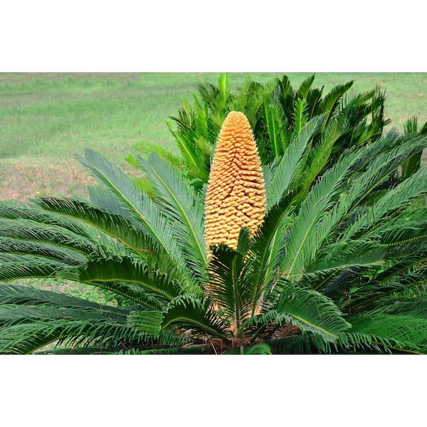 National Plant Network Sago Palm Live Plant, 10" Pot