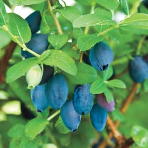 Aurora Honeyberry (Lonicera), Live Deciduous Plant, Edible Berry Bush, Grown in a 4 in. Pot