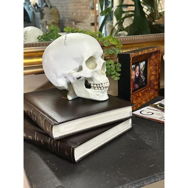 House Parts HUMAN SKULL - Finished in Museum White 4455-7-2-07-01