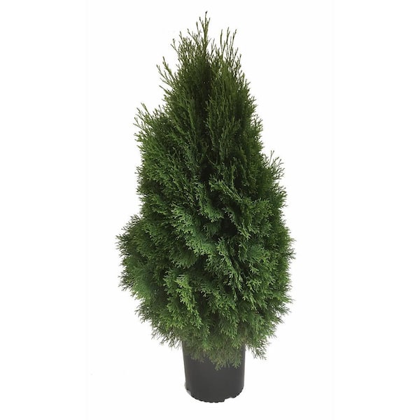3 Gal. Thuja Standishii x Plicat Green Giant 11662 - The Home Depot