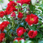 2 Gal. It's A Breeze Groundcover Rose Plant with Dark Red Double Blooms