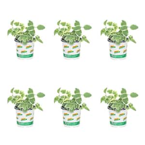 1 Pt. Accent Vinca Vine Big Leaf Periwinkle Green Perennial Plant (6-Pack)