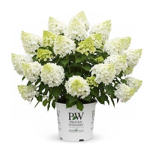 2 Gal. Bobo Hydrangea Paniculata Live Flowering Shrub with White to Pink Flowers