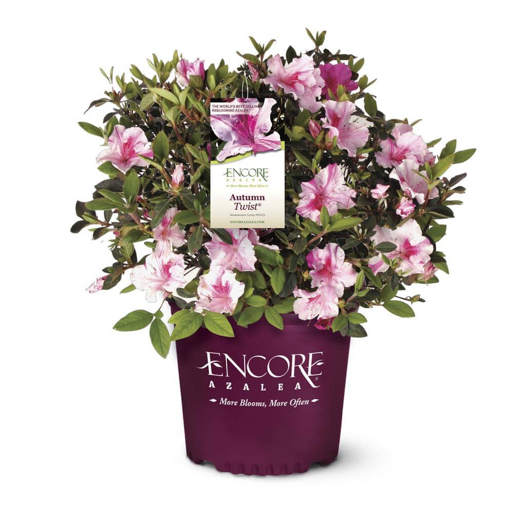 1 Gal. Autumn Twist Shrub with Bi-Color Purple Flowers price history on PriceWatchPro