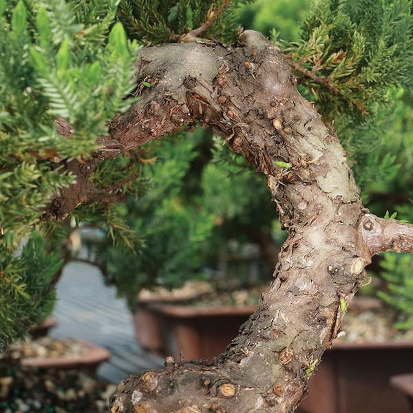 brussel's BONSAI Green Mound Juniper Bonsai Tree Outdoor Plant in Rock  Bonsai Pot Container, 7-Years Old, 12 to 16 in. DT-8001GMJR - The Home Depot