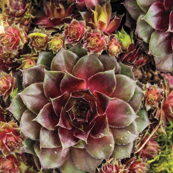 Spring Hill Nurseries 2 in. Pot Red Rubin Hens and Chicks Sempervivum Ground Cover with Bronze-Red Foliage Live Perennial Plant (1-Pack)