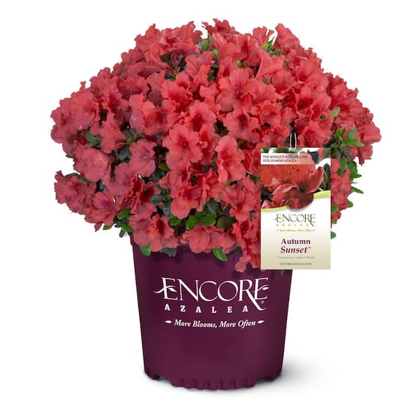 ENCORE AZALEA 1 Gal. Autumn Sunset Shrub with Bright Red Flowers