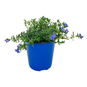 1 Gal. Blue Lithodora Plant