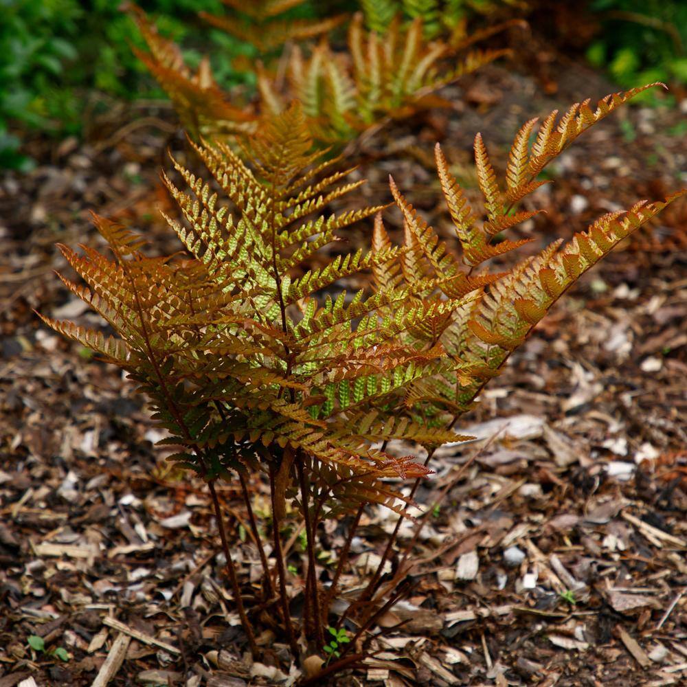 Colorama Fern Collection with Rust and Green Fronds, 3-Pack