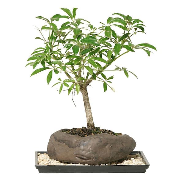 Brussel's Bonsai Dwarf Hawaiian Umbrella Tree in Rock Pot (Indoor)