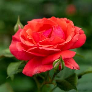 4 in. Pot, Coral Freedom Shrub Rose, Coral Pink Color Flowers Live Potted Plant (1-Pack)