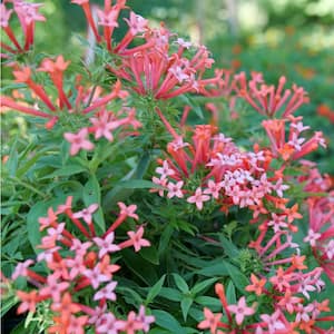 4.5 in. Qt. Estrellita Little Star Firecracker Bush (Bouvardia x) Flowering Shrub With Pink, Red, and Orange Flowers