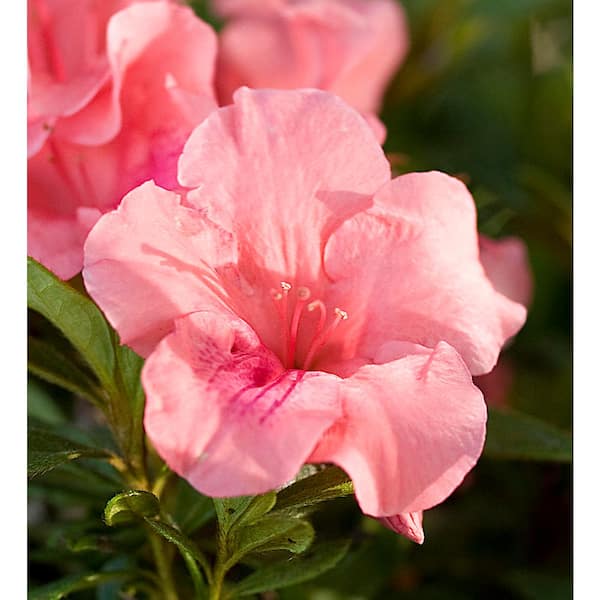 ENCORE AZALEA 3 Gal. Autumn Coral Azalea Shrub with Reblooming