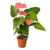 Pink (Anthurium) Plant in 4 in. Grower Pot
