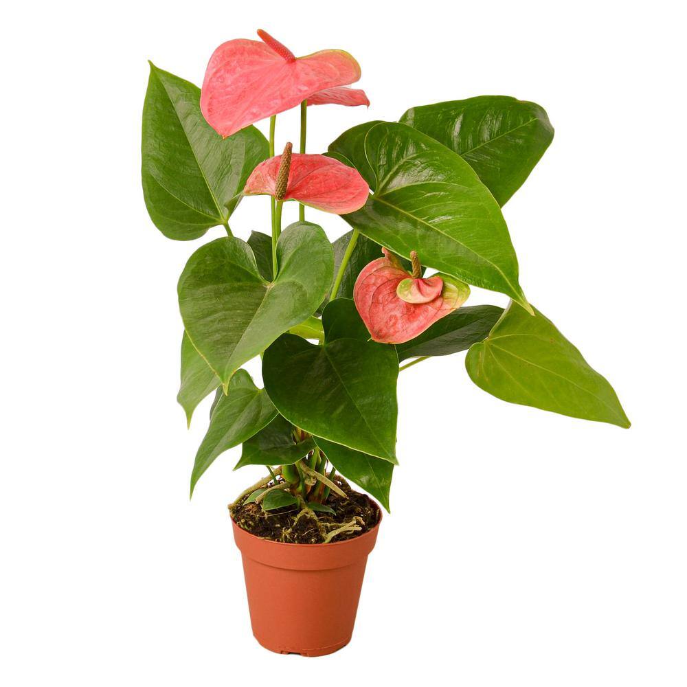 home depot anthurium Anthurium forgetii