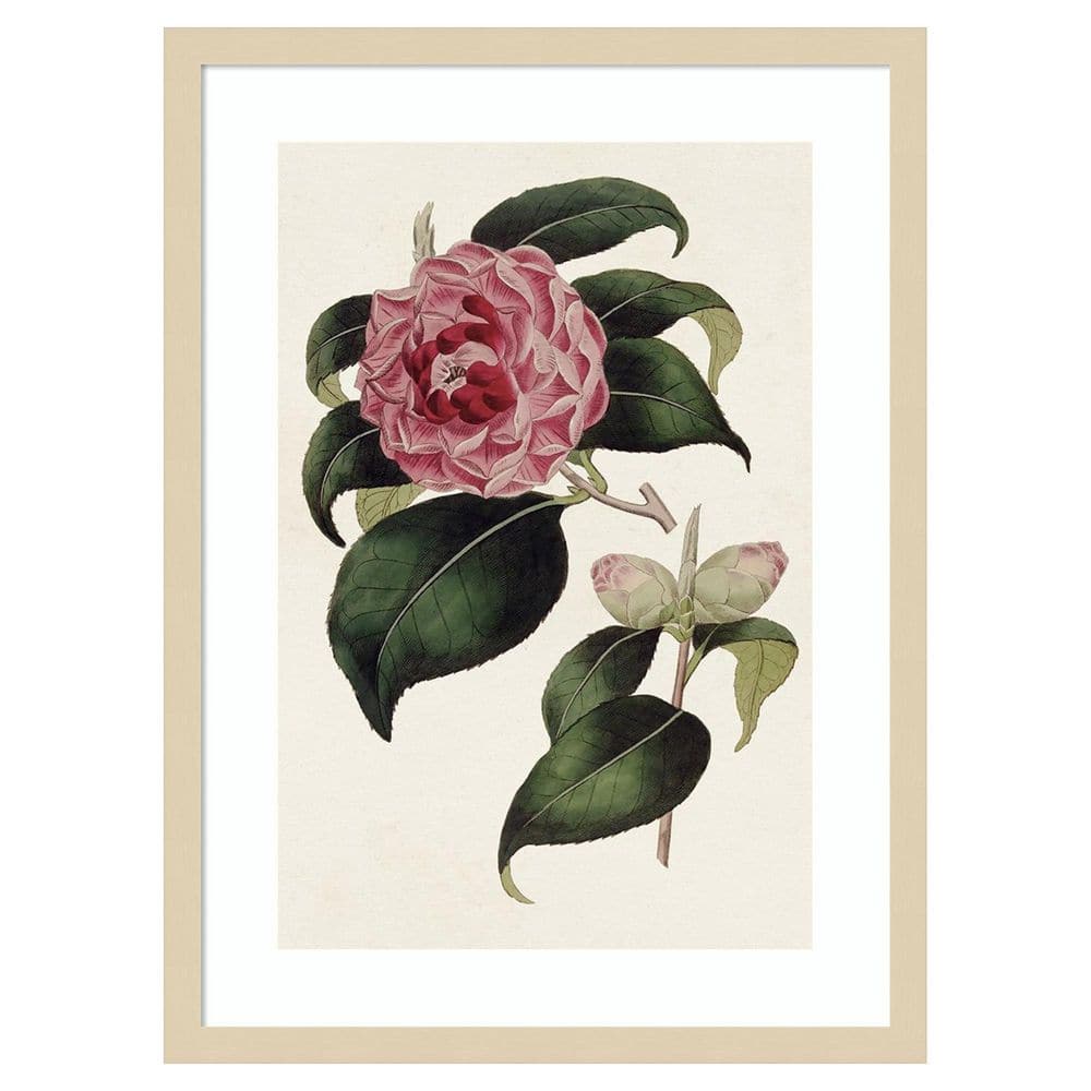 Pink Floral Mix III by Bette Ridgeway 1 Piece Framed Giclee Nature Art Print 25 in. x 19 in. price history on PriceWatchPro