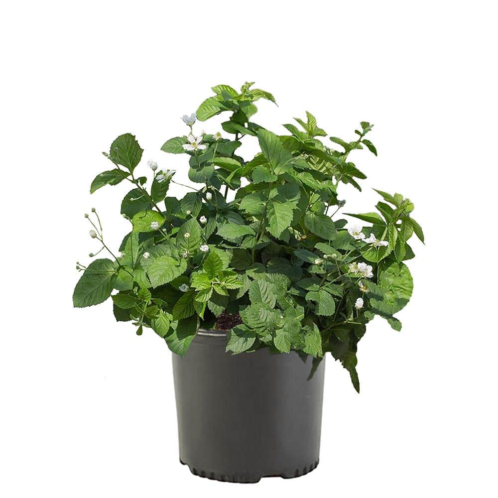 2.25 Gal. Ponca Blackberry Plant