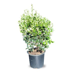 2.5 Gal. Recurve Ligustrum Evergreen Privet Shrub, Dark Green Foliage