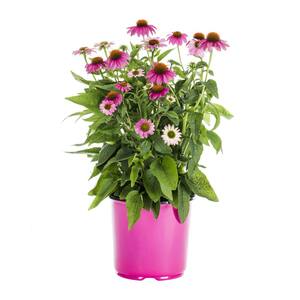 1.5 Gal. Echinacea Pow Wow Wildberry Pink Perennial Plant