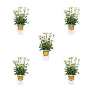 1.5 Pt. Leucanthemum Shasta Daisy 'Sweet Daisy Sofie' White Perennial Plant (5-Pack)