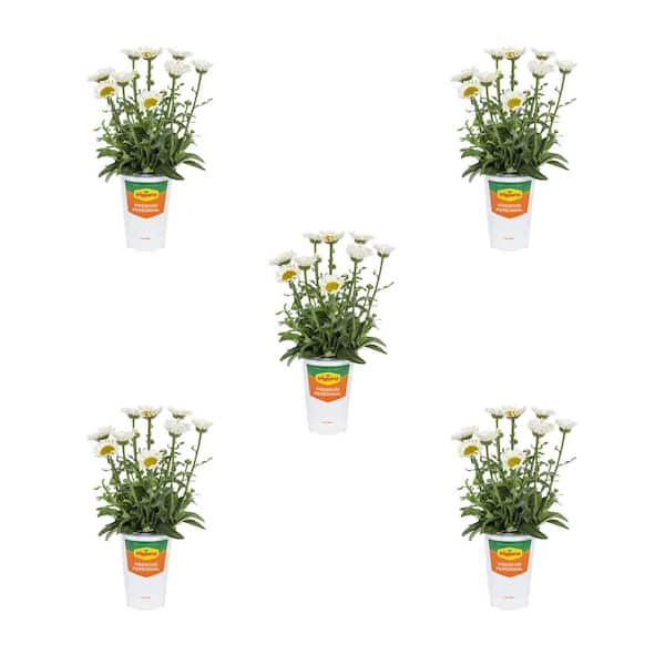 Vigoro 1.5 Pt. Leucanthemum Shasta Daisy 'Sweet Daisy Sofie' White Perennial Plant (5-Pack)