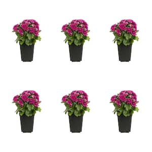 1 Pt. Mum Purple Chrysanthemum Perennial Plant (6-Pack)