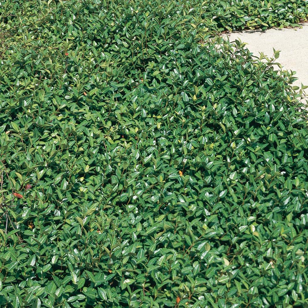 ALTMAN PLANTS 1 Gal Asian Jasmine Flowering Shrub with White