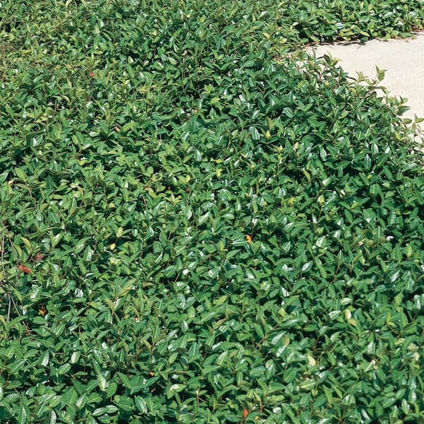 ALTMAN PLANTS 1 Gal  Asian Jasmine Flowering Shrub with White Blooms