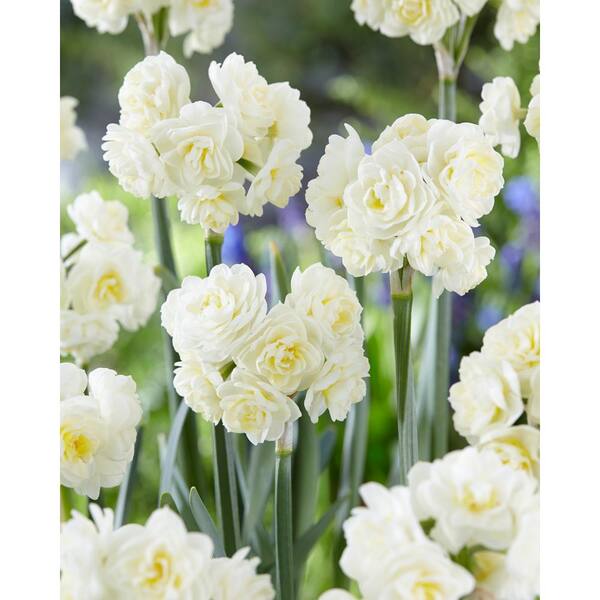 Bloomsz Spring Cheer Daffodil (5-Pack)