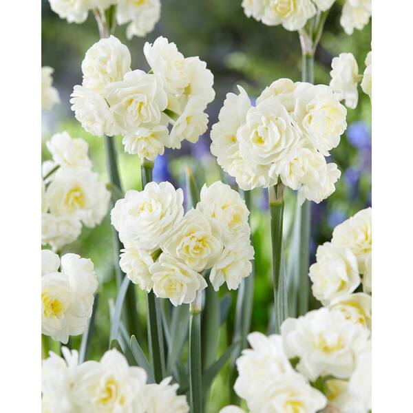 Bloomsz Mixed Daffodils Super Sak (40-Pack)