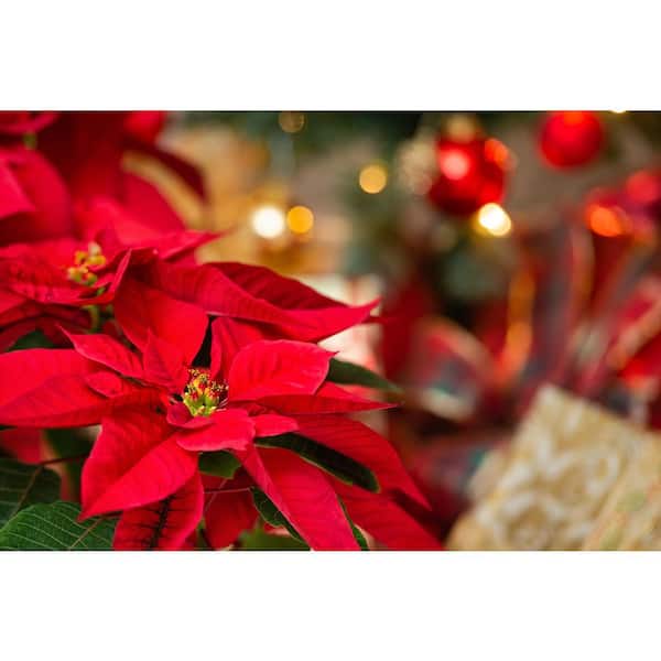 8 in. Red Poinsettia Live Holiday Plant for Christmas and Holiday Decor