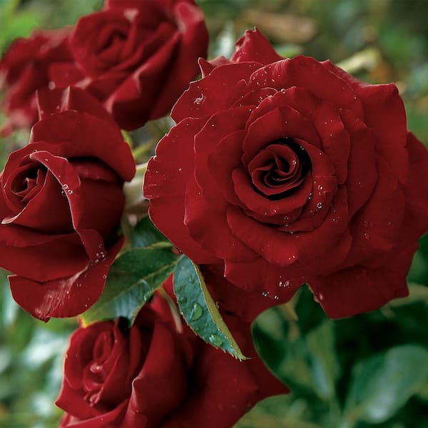 real black rose bush