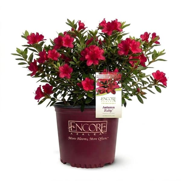 ENCORE AZALEA 2 Gal. Autumn Ruby Azalea Bush with Reblooming Petite Red ...