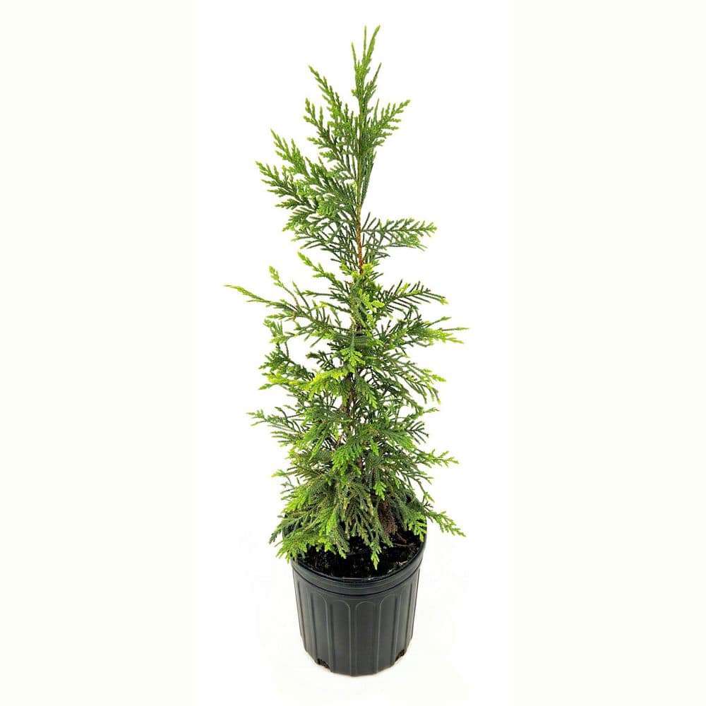 1 Gal. Cypress Leyland Shrub (40-Pack) price history on PriceWatchPro