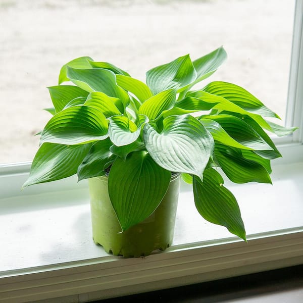money tree money tree Braided Money Tree – Hey Rooted main image 0