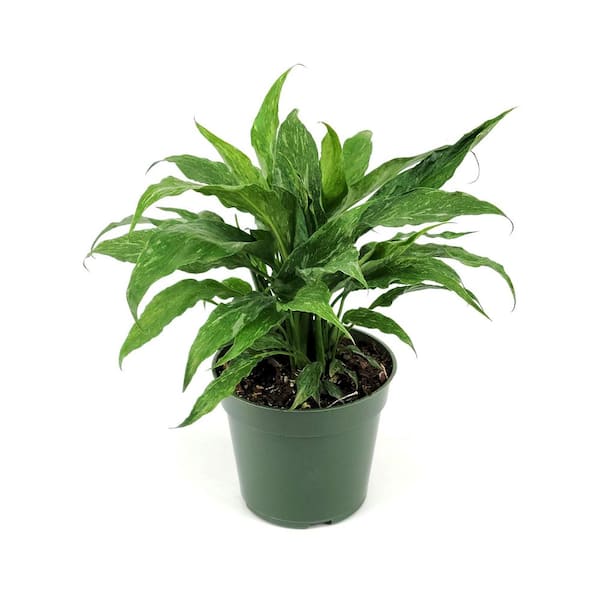 national PLANT NETWORK 4 in. Spathiphyllum Domino Variegated Peace Lily Plant in Grower Containers (3-Pack)