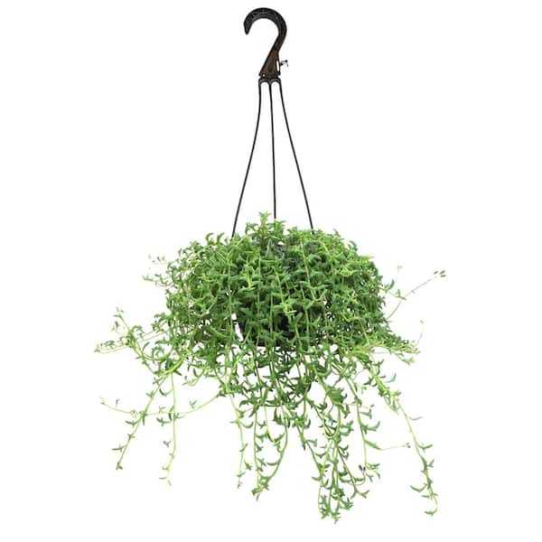 6 in. String of Dolphin Succulent Senecio Peregrinus